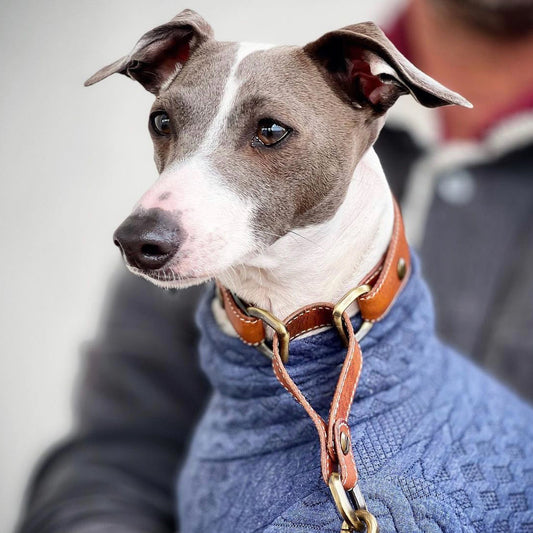 Custom Martingale Collar & Leash Set
